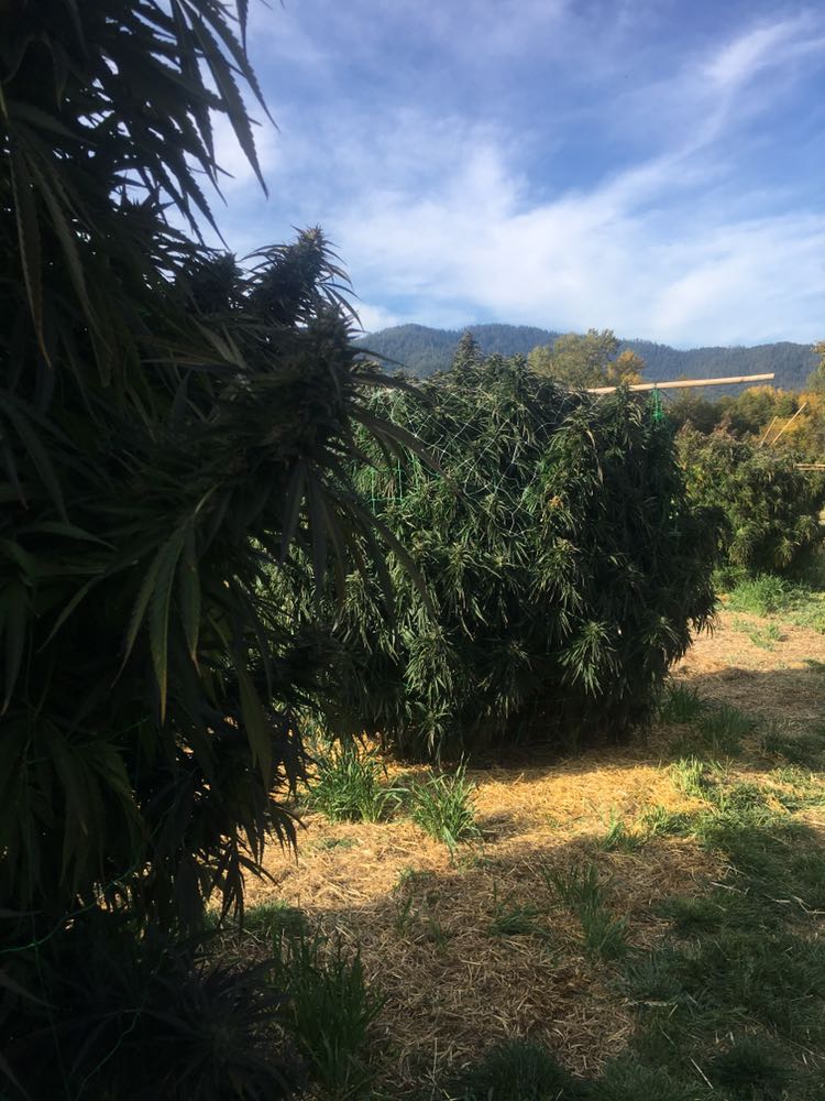Contrabbando cannabis 1