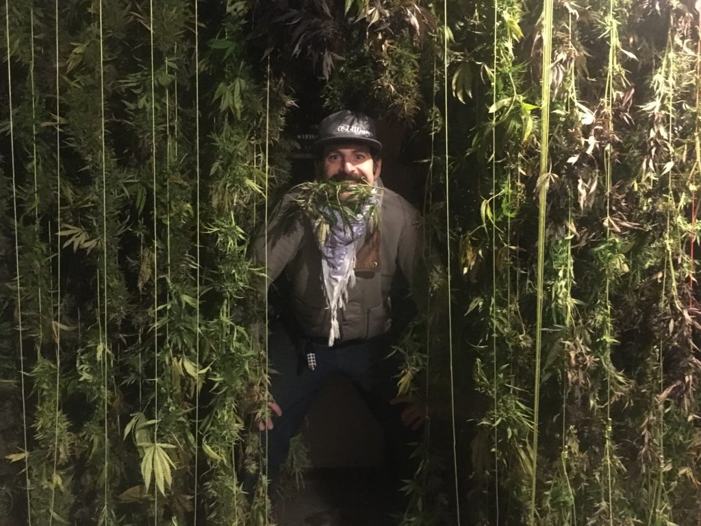 Trimmer cannabis 2