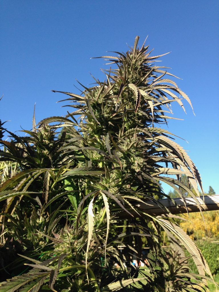 Oregon Cannabis
