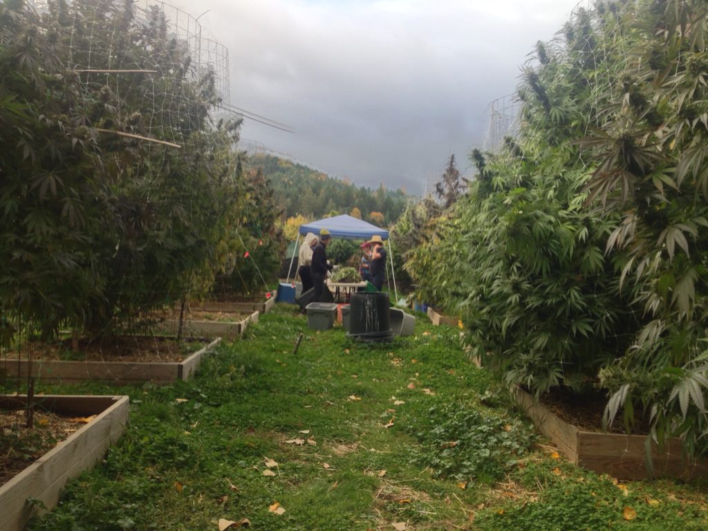 Trimmer cannabis