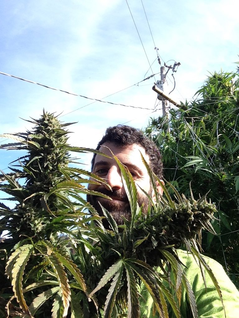 Trimmer cannabis 4