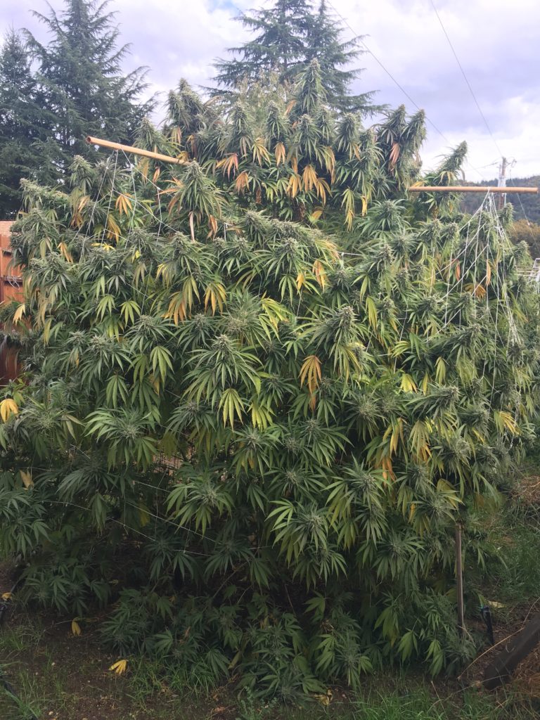 Oregon Cannabis 4
