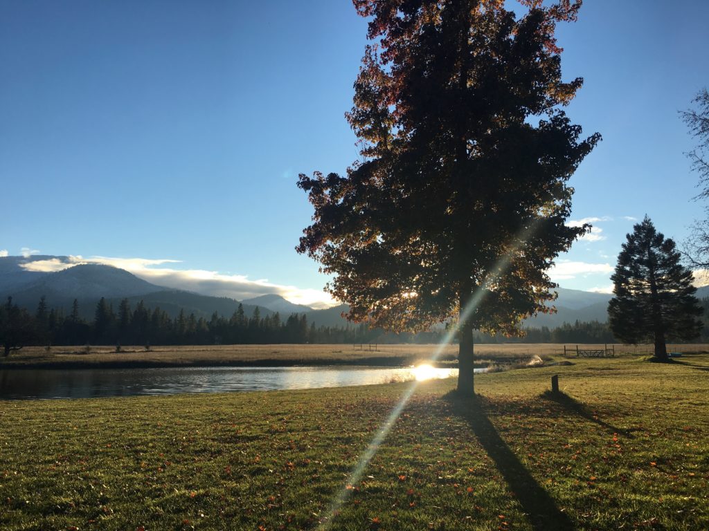 Oregon Cannabis 2