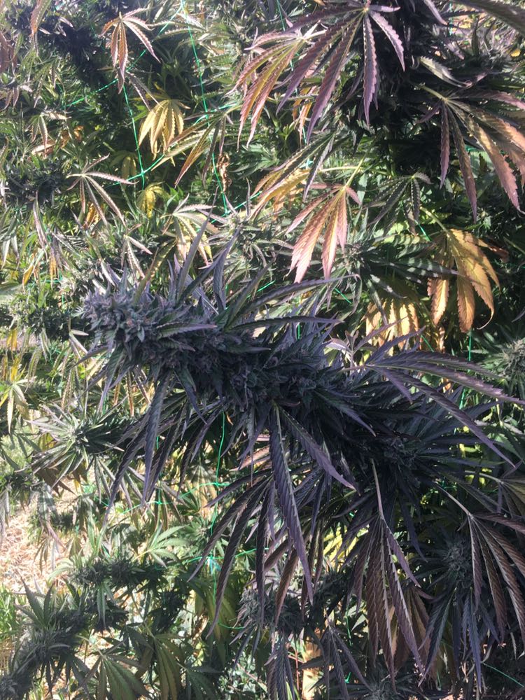 Contrabbando cannabis 3
