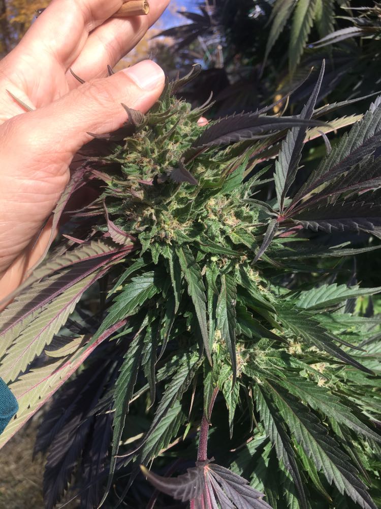 Contrabbando cannabis 4