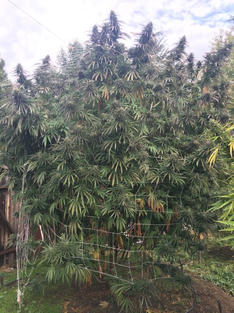 Cannabis Rogue Valley 4