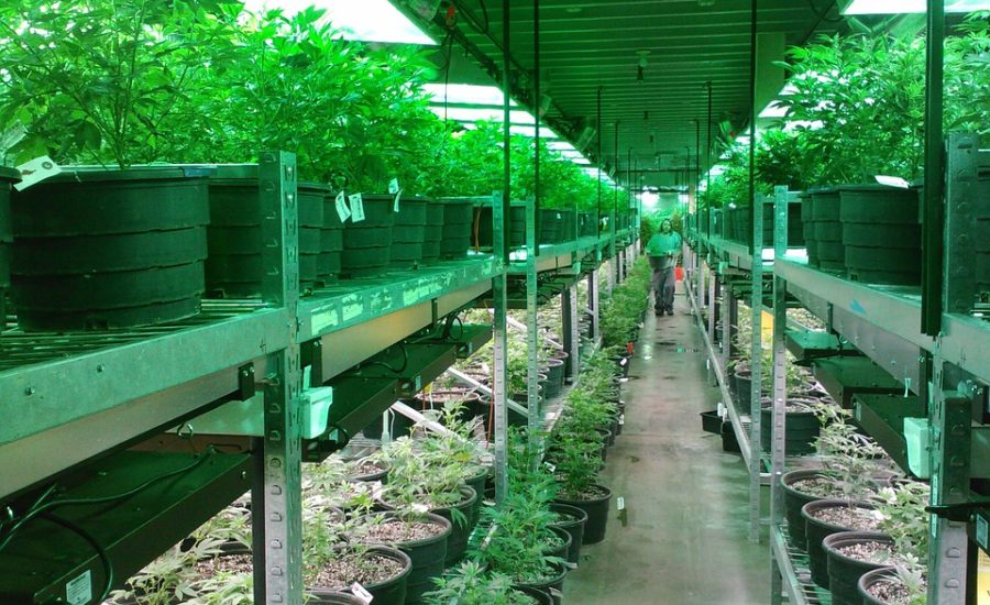 Piantine Autocoltivazione Cannabis