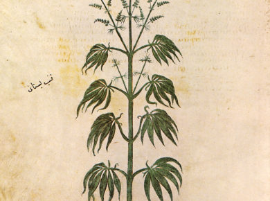 Cannabis nella storia