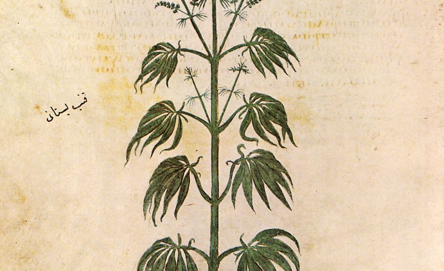 Cannabis nella storia