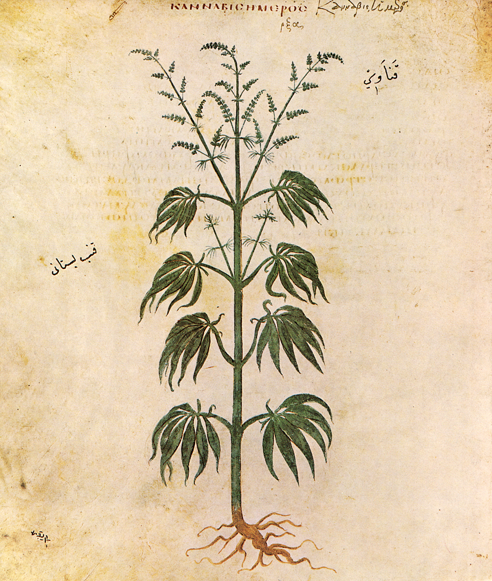 Cannabis nella storia