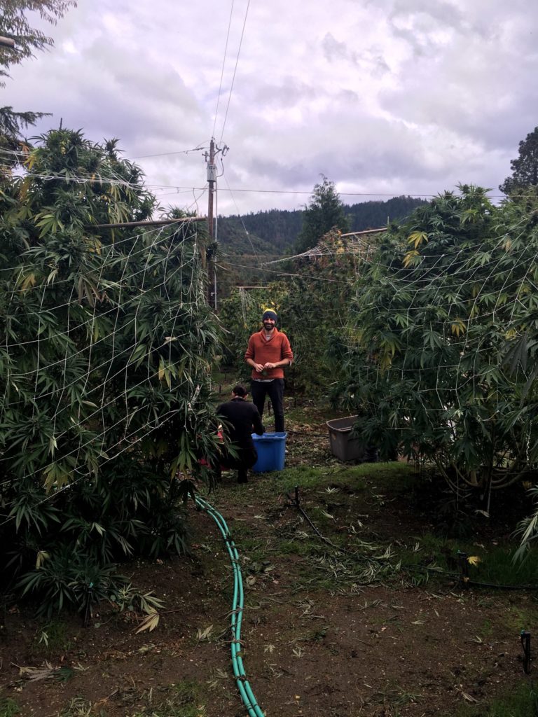 Oregon cannabis 5
