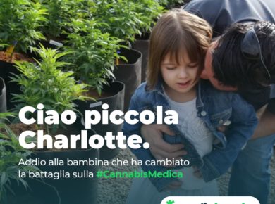 Charlotte cannabis medica