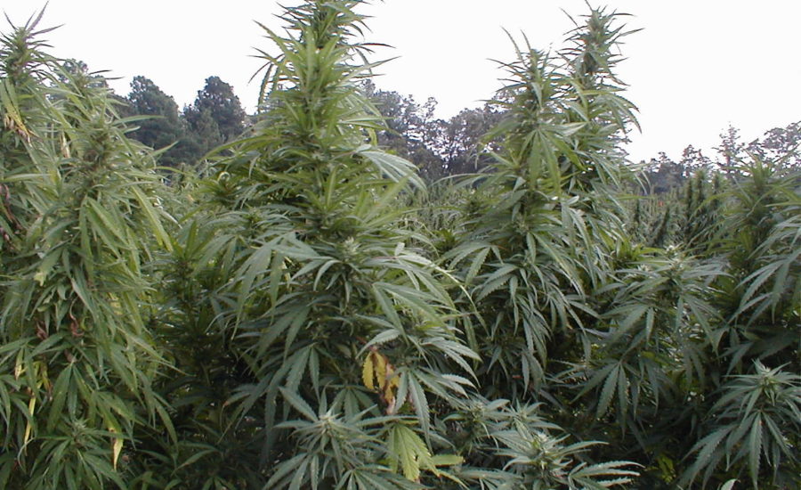 Cannabis Usa equità sociale