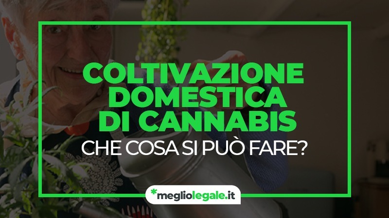 coltivazione domestica cannabis
